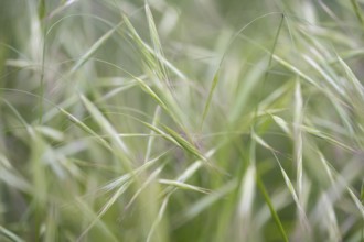 Nahaufnahme, Makroaufnahme, von Bromus sterilis, auch bekannt als Taube Trespe, Barren-Trespe oder