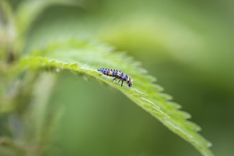 Nahaufnahme, Makroaufnahme von einer Larve eines Siebenpunkt-Marienkäfers (Coccinella