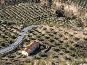 Olive trees in the Gorafe Desert, single farm at a windy road, UNESCO Granada Geopark, Granada