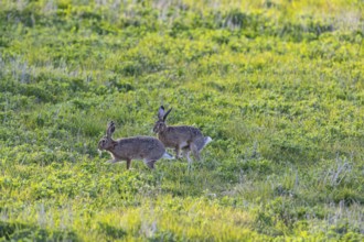 European hare (Lepus europaeus) Mating season Germany