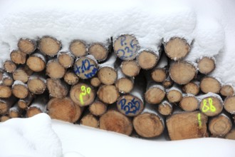 Wood pile, covered by snow, log pile in the forest, timber, firewood, winter