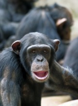 Animal portrait, Western chimpanzee (Pan troglodytes verus), captive, adult, distribution central
