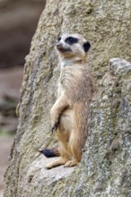 Meerkat (Suricata suricatta), adult, guardian on a hill, vigilant, captive, occurrence southern