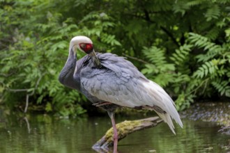 White-naped Crane (Grus vipio), adult, captive, preening its feathers, occurs in marshes and