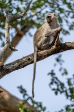 Southern vervet monkey (Chlorocebus pygerythrus) sitting on the branch of an acacia tree, Kruger