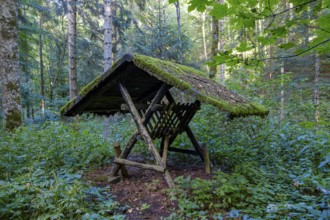 Empty feeding trough, used for winter feeding, in the summer forest