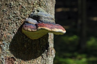Spruce spore, Fomitopsis pinicola, also known as Red Banded Polypore, in a natural environment on a