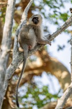 Southern vervet monkey (Chlorocebus pygerythrus) sitting on the branch of an acacia tree, Kruger