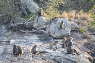 Bear baboons (Papio ursinus), group on stones on the riverbank, Kruger National Park, South Africa