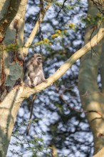 Southern vervet monkey (Chlorocebus pygerythrus) sitting on the branch of an acacia tree, Kruger