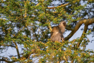 Southern vervet monkey (Chlorocebus pygerythrus) sitting in a flowering tree, eating yellow flowers