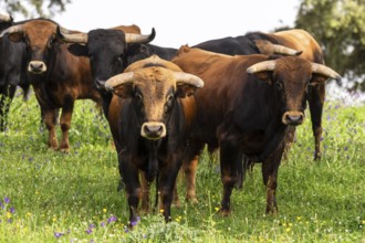 Fighting bulls grazing, Aracena Circular Trail - Monte San Miguel - Aracena