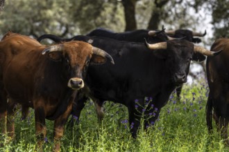 Fighting bulls grazing, Aracena Circular Trail - Monte San Miguel - Aracena