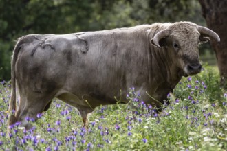 Fighting bulls grazing, Aracena Circular Trail - Monte San Miguel - Aracena