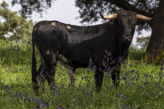 Fighting bulls grazing, Aracena Circular Trail - Monte San Miguel - Aracena