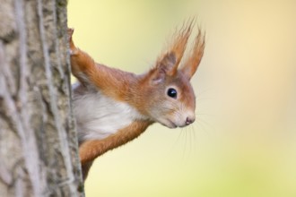 Eurasian Red Squirrel (Sciurus vulgaris), half-hidden behind a tree trunk, North Hesse, Hesse,