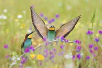 Bee-eaters (Merops apiaster), breeding pair in flower meadow, region of Extremadura, Spain