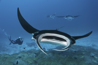 Diver observing reef manta ray (Manta alfredi), coral reef, Indian Ocean, Maldives