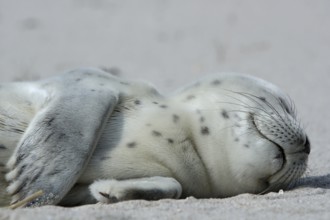 Harbour Seal (Phoca vitulina), pup, East Frisian Islands, East Frisia, Lower Saxony, Germany