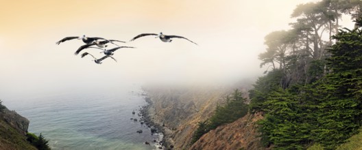 Group of brown pelicans (Pelecanus occidentalis) in flight on the Pacific Coast, Ragged Point,