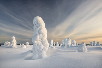 Trees covered in snow, winter landscape, Riisitunturi National Park, Posio, Lapland, Finland