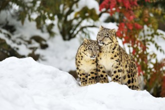 Two young snow leopards (Panthera uncia) sitting in the snow, captive, Canton of Zurich,