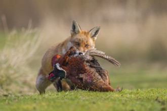 Red Fox (Vulpes vulpes) carrying a dead Pheasant  (Phasianus colchicus), Bedfordshire, United