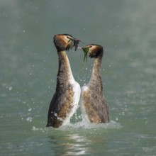 Great crested grebe (Podiceps cristatus), breeding pair, courtship display, presenting each other