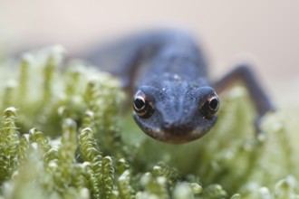 Smooth Newt (Lissotritron vulgaris), Emsland, Lower Saxony, Germany