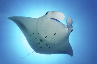Reef manta ray (Manta alfredi) backlit by sun, Indian Ocean, Maldives