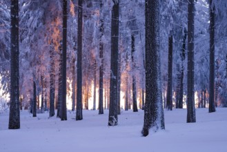 Snowy Norway spruce (Picea abies) forest at sunset, Thuringian Forest, Thuringia, Germany