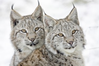 Two young lynxes (Lynx lynx), portrait, captive, Germany