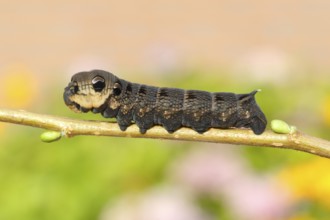 Elephant Hawk-moth (Deilephila elpenor), caterpillar sitting on a branch, North Rhine-Westphalia,