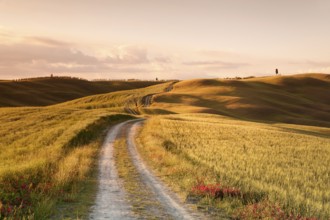 Lane through Tuscan countryside at San Quirico, cypresses, Val d'Orcia, Tuscany, Province of Siena,