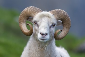 Ram, Mykines, Faroe Islands, Denmark