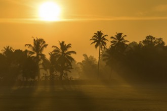 Early morning with the rising sun, palm trees, backwaters, Kerala, Malabar Coast, South India,