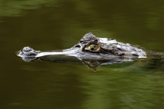 Black caiman (Melanosuchus niger), portrait, Manu National Park, UNESCO World Heritage Site, Peru