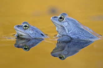 Moor Frogs (Rana arvalis), males, courtship, Middle Elbe, Saxony-Anhalt, Germany