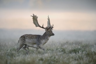 Fallow deer (Dama dama) buck, mist, morning light, Zealand, Denmark