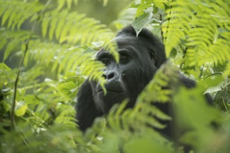Mountain Gorilla (Gorilla beringei beringei), male, Bwindi Impenetrable National Park, Uganda