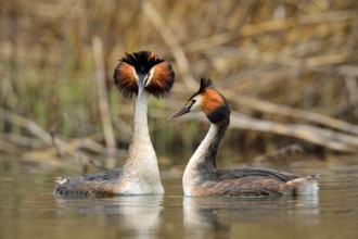 Great Crested Grebes (Podiceps cristatus), pair in courtship, Lake Lucerne, Canton of Lucerne,
