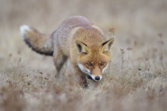 Red fox (Vulpes vulpes), runs in a meadow, Moravia, Czech Republic