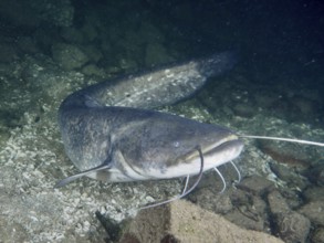 A catfish (Silurus glanis), Waller, moves easily over a stony ground in the water, dive site