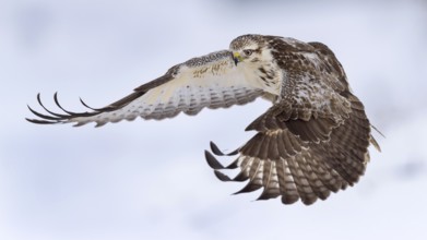 Common buzzard (Buteo buteo) in flight, biosphere area Swabian Jura, Baden-Württemberg, Germany