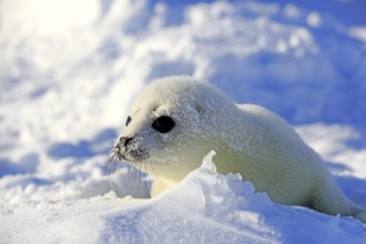 Harp Seal or Saddleback Seal (Pagophilus groenlandicus, Phoca groenlandica) pup on pack ice,