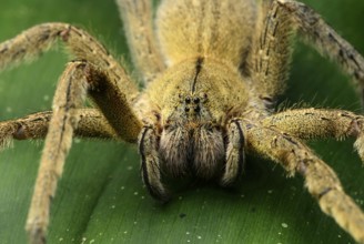 Wandering spider (Ctenidae), with type-specific eyes, Chocó rainforest, Ecuador
