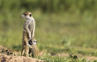 Suricate (Suricata suricatta), adult with young on the lookout, during the rainy season in green