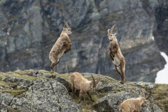 Young Alpine Ibexes (Capra Ibex), playing, High Tauern National Park, Carinthia, Austria