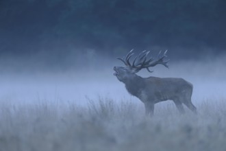 Red deer (Cervus elaphus), roaring buck, foggy meadow, Jägersborg, Denmark