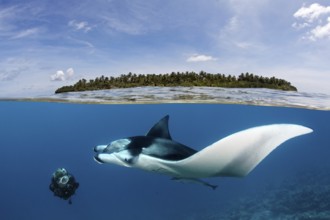 Diver observing reef manta ray (Manta alfredi) over coral reef, near water surface and island,